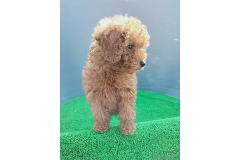 成約済の兵庫県のトイプードル-172878